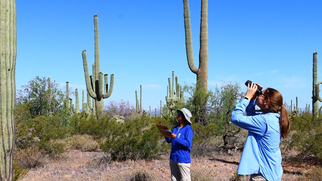 Two people using binoculars stand by a saguaro cactus